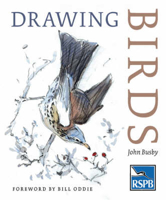 Picture of Drawing Birds