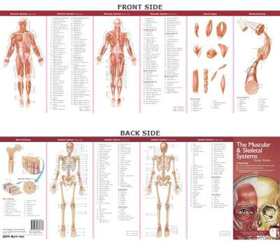 Picture of Anatomical Chart Company's Illustrated Pocket Anatomy: The Muscular & Skeletal Systems Study Guide