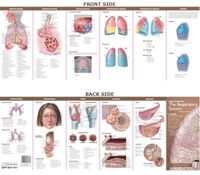 Picture of Anatomical Chart Company's Illustrated Pocket Anatomy: Anatomy & Disorders of The Respiratory System Study Guide