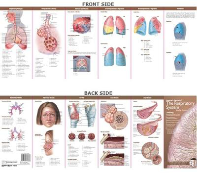 Picture of Anatomical Chart Company's Illustrated Pocket Anatomy: Anatomy & Disorders of The Respiratory System Study Guide