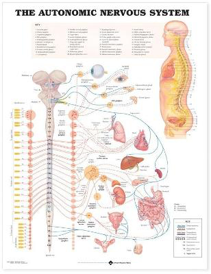 Picture of The Autonomic Nervous System Anatomical Chart