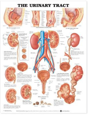 Picture of The Urinary Tract Anatomical Chart