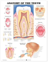 Picture of Anatomy of the Teeth Anatomical Chart