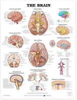 Picture of The Brain Anatomical Chart