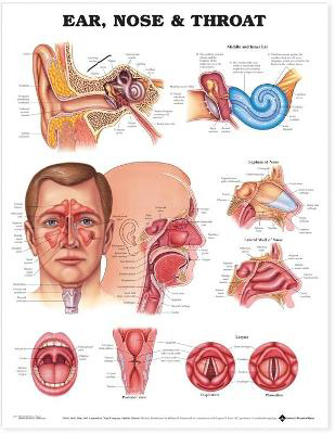 Picture of Ear, Nose and Throat Anatomical Chart