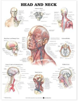 Picture of Head and Neck Anatomical Chart