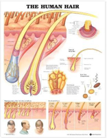 Picture of The Human Hair Anatomical Chart