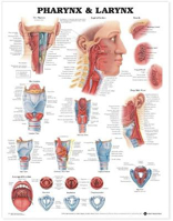 Picture of Pharynx & Larynx Anatomical Chart