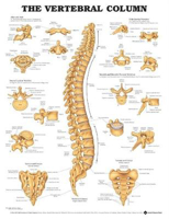 Picture of The Vertebral Column Anatomical Chart