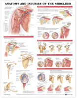 Picture of Anatomy and Injuries of the Shoulder Anatomical Chart