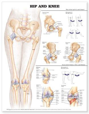 Picture of Hip and Knee Anatomical Chart