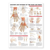 Picture of Anatomy and Injuries of the Hand and Wrist Anatomical Chart
