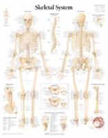 Picture of Skeletal System Laminated Poster